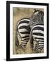 Common Zebra or Burchell's Zebra, Masai Mara National Reserve, Kenya, East Africa-James Hager-Framed Photographic Print