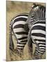Common Zebra or Burchell's Zebra, Masai Mara National Reserve, Kenya, East Africa-James Hager-Mounted Photographic Print