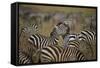 Common Zebra (Plains Zebra) (Burchell's Zebr) (Equus Burchelli) Herd-James Hager-Framed Stretched Canvas