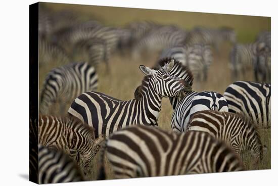 Common Zebra (Plains Zebra) (Burchell's Zebr) (Equus Burchelli) Herd-James Hager-Stretched Canvas