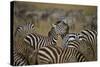 Common Zebra (Plains Zebra) (Burchell's Zebr) (Equus Burchelli) Herd-James Hager-Stretched Canvas