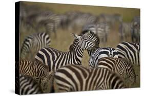 Common Zebra (Plains Zebra) (Burchell's Zebr) (Equus Burchelli) Herd-James Hager-Stretched Canvas