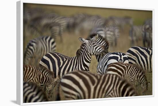 Common Zebra (Plains Zebra) (Burchell's Zebr) (Equus Burchelli) Herd-James Hager-Framed Photographic Print