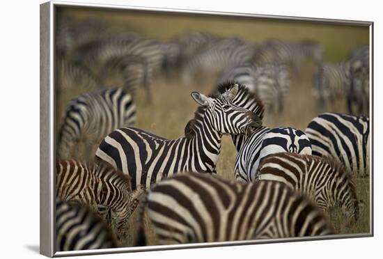 Common Zebra (Plains Zebra) (Burchell's Zebr) (Equus Burchelli) Herd-James Hager-Framed Photographic Print