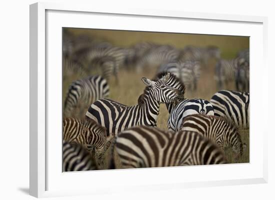 Common Zebra (Plains Zebra) (Burchell's Zebr) (Equus Burchelli) Herd-James Hager-Framed Photographic Print