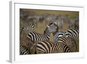 Common Zebra (Plains Zebra) (Burchell's Zebr) (Equus Burchelli) Herd-James Hager-Framed Photographic Print