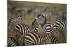 Common Zebra (Plains Zebra) (Burchell's Zebr) (Equus Burchelli) Herd-James Hager-Mounted Photographic Print