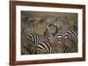 Common Zebra (Plains Zebra) (Burchell's Zebr) (Equus Burchelli) Herd-James Hager-Framed Photographic Print