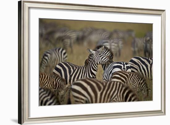 Common Zebra (Plains Zebra) (Burchell's Zebr) (Equus Burchelli) Herd-James Hager-Framed Photographic Print