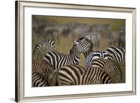 Common Zebra (Plains Zebra) (Burchell's Zebr) (Equus Burchelli) Herd-James Hager-Framed Photographic Print