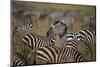 Common Zebra (Plains Zebra) (Burchell's Zebr) (Equus Burchelli) Herd-James Hager-Mounted Photographic Print