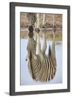 Common Zebra (Plains Zebra) (Burchell's Zebra) (Equus Burchelli) Reflection-James Hager-Framed Photographic Print
