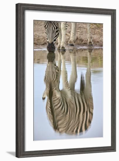 Common Zebra (Plains Zebra) (Burchell's Zebra) (Equus Burchelli) Reflection-James Hager-Framed Photographic Print