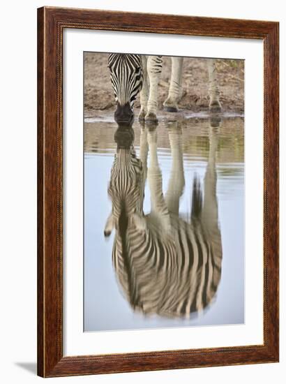 Common Zebra (Plains Zebra) (Burchell's Zebra) (Equus Burchelli) Reflection-James Hager-Framed Photographic Print