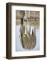 Common Zebra (Plains Zebra) (Burchell's Zebra) (Equus Burchelli) Reflection-James Hager-Framed Photographic Print