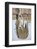 Common Zebra (Plains Zebra) (Burchell's Zebra) (Equus Burchelli) Reflection-James Hager-Framed Photographic Print