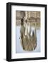 Common Zebra (Plains Zebra) (Burchell's Zebra) (Equus Burchelli) Reflection-James Hager-Framed Photographic Print