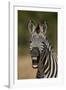 Common zebra (plains zebra) (Burchell's zebra) (Equus burchelli) yawning, Ruaha National Park, Tanz-James Hager-Framed Photographic Print