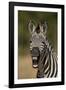 Common zebra (plains zebra) (Burchell's zebra) (Equus burchelli) yawning, Ruaha National Park, Tanz-James Hager-Framed Photographic Print