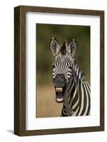 Common zebra (plains zebra) (Burchell's zebra) (Equus burchelli) yawning, Ruaha National Park, Tanz-James Hager-Framed Photographic Print