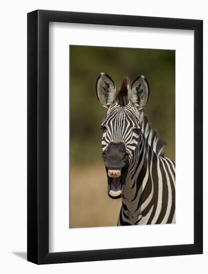 Common zebra (plains zebra) (Burchell's zebra) (Equus burchelli) yawning, Ruaha National Park, Tanz-James Hager-Framed Photographic Print