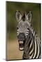 Common zebra (plains zebra) (Burchell's zebra) (Equus burchelli) yawning, Ruaha National Park, Tanz-James Hager-Mounted Photographic Print
