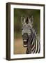 Common zebra (plains zebra) (Burchell's zebra) (Equus burchelli) yawning, Ruaha National Park, Tanz-James Hager-Framed Photographic Print