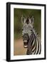 Common zebra (plains zebra) (Burchell's zebra) (Equus burchelli) yawning, Ruaha National Park, Tanz-James Hager-Framed Photographic Print