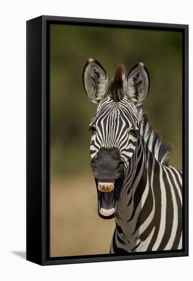 Common zebra (plains zebra) (Burchell's zebra) (Equus burchelli) yawning, Ruaha National Park, Tanz-James Hager-Framed Stretched Canvas