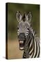 Common zebra (plains zebra) (Burchell's zebra) (Equus burchelli) yawning, Ruaha National Park, Tanz-James Hager-Stretched Canvas