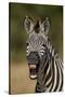 Common zebra (plains zebra) (Burchell's zebra) (Equus burchelli) yawning, Ruaha National Park, Tanz-James Hager-Stretched Canvas