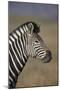 Common Zebra (Plains Zebra) (Burchell's Zebra) (Equus Burchelli)-James Hager-Mounted Photographic Print