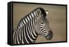 Common Zebra (Plains Zebra) (Burchell's Zebra) (Equus Burchelli)-James Hager-Framed Stretched Canvas