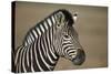 Common Zebra (Plains Zebra) (Burchell's Zebra) (Equus Burchelli)-James Hager-Stretched Canvas