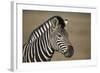 Common Zebra (Plains Zebra) (Burchell's Zebra) (Equus Burchelli)-James Hager-Framed Photographic Print