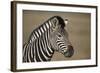 Common Zebra (Plains Zebra) (Burchell's Zebra) (Equus Burchelli)-James Hager-Framed Photographic Print