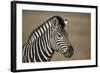 Common Zebra (Plains Zebra) (Burchell's Zebra) (Equus Burchelli)-James Hager-Framed Photographic Print