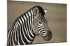 Common Zebra (Plains Zebra) (Burchell's Zebra) (Equus Burchelli)-James Hager-Mounted Photographic Print