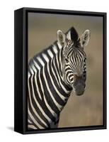 Common Zebra (Plains Zebra) (Burchell's Zebra) (Equus Burchelli)-James Hager-Framed Stretched Canvas