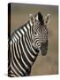 Common Zebra (Plains Zebra) (Burchell's Zebra) (Equus Burchelli)-James Hager-Stretched Canvas