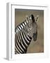 Common Zebra (Plains Zebra) (Burchell's Zebra) (Equus Burchelli)-James Hager-Framed Photographic Print