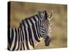 Common Zebra (Plains Zebra) (Burchell's Zebra) (Equus Burchelli)-James Hager-Stretched Canvas