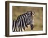 Common Zebra (Plains Zebra) (Burchell's Zebra) (Equus Burchelli)-James Hager-Framed Photographic Print
