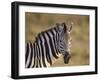 Common Zebra (Plains Zebra) (Burchell's Zebra) (Equus Burchelli)-James Hager-Framed Photographic Print