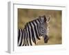 Common Zebra (Plains Zebra) (Burchell's Zebra) (Equus Burchelli)-James Hager-Framed Photographic Print