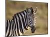 Common Zebra (Plains Zebra) (Burchell's Zebra) (Equus Burchelli)-James Hager-Mounted Photographic Print