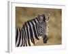 Common Zebra (Plains Zebra) (Burchell's Zebra) (Equus Burchelli)-James Hager-Framed Photographic Print