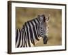 Common Zebra (Plains Zebra) (Burchell's Zebra) (Equus Burchelli)-James Hager-Framed Photographic Print