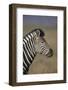 Common Zebra (Plains Zebra) (Burchell's Zebra) (Equus Burchelli)-James Hager-Framed Photographic Print