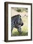 Common Zebra, Samburu, Kenya-Sergio Pitamitz-Framed Photographic Print